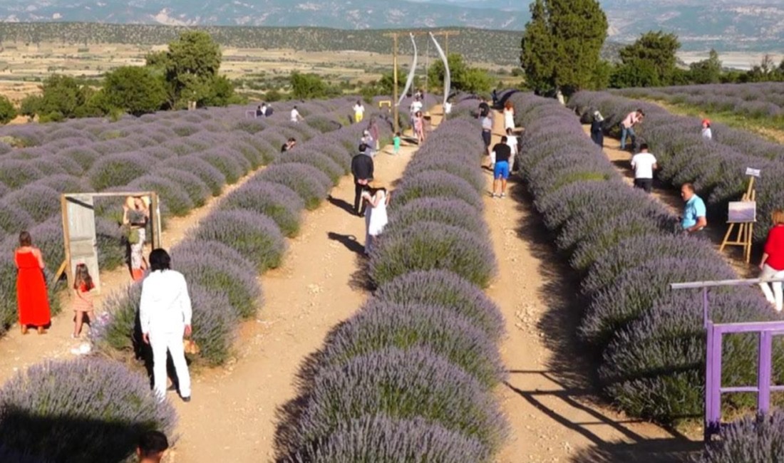 Kuyucak Lavanta Festivali İçin Hazırlıklar Başladı