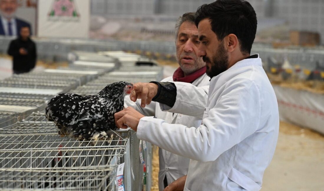 Isparta’da 8. Ulusal Kümes Hayvanları Gösterisi Tamamlandı Isparta Belediyesi’nin katkılarıyla Türkiye