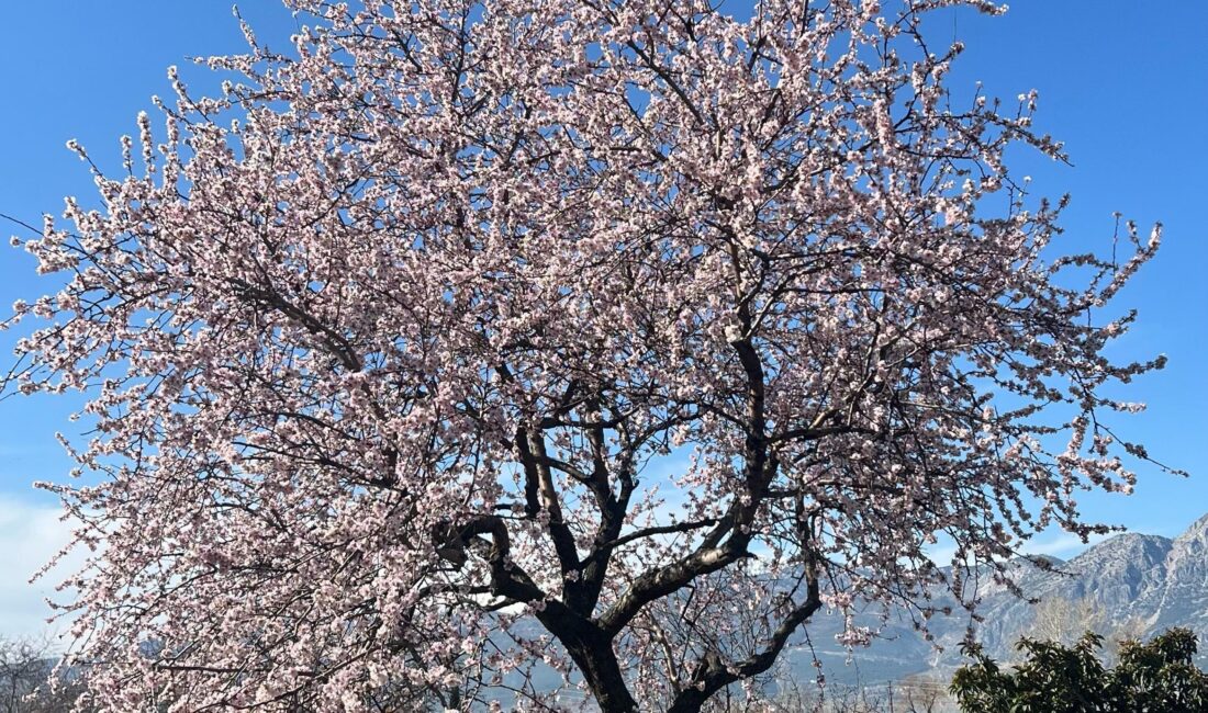 Isparta’nın Eğirdir ilçesinde baharın