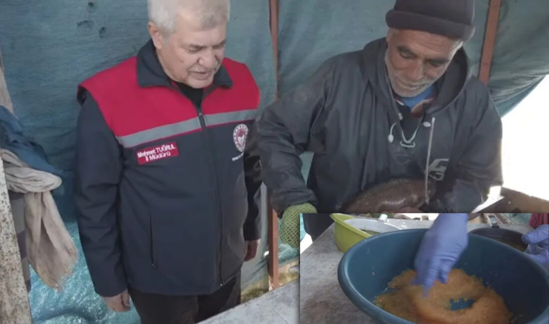 Isparta'daki alabalık çiftliklerinde sağım