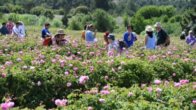 Isparta, Dünya Gül Bahçesi Olma Konumunu Güçlendiriyor