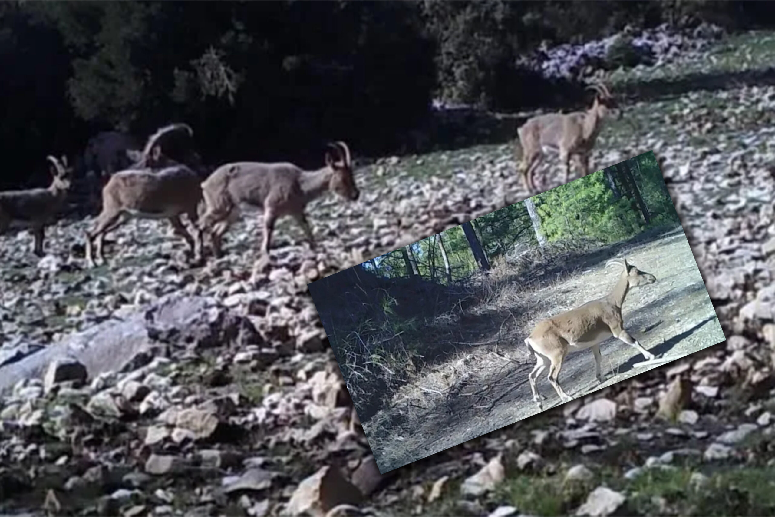 Fotokapanla Görüntülenen Yaban Keçileri Doğaseverleri Sevindirdi