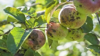 Isparta’da Elma Üreticilerine “Kara Leke” Uyarısı: İlaçlama Başladı