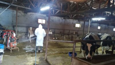 Isparta’nın Şarkikaraağaç İlçesinde Şap Hastalığı Alarmı