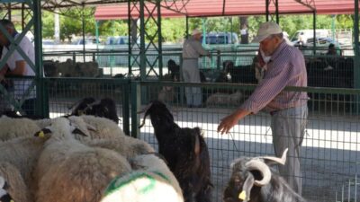 Isparta’da Kurban Bayramı Hareketliliği: Hayvan Pazarlarında Yoğunluk Arttı