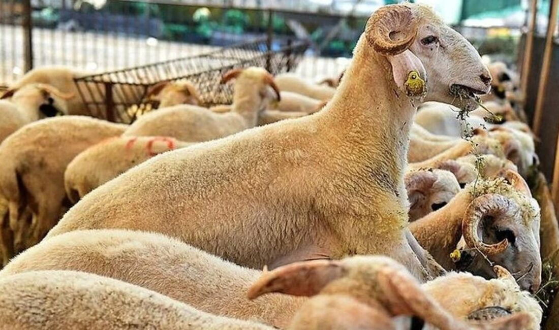 Kurban Bayramı’na yaklaşık üç