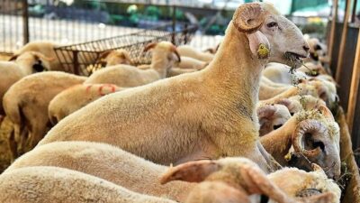 Isparta’da Kurbanlık Pazarlarında Hareketlilik Başladı
