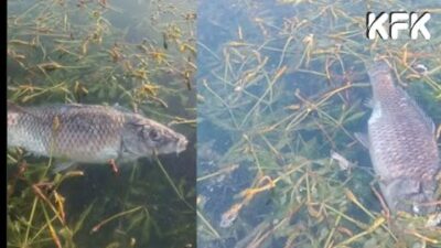 Eğirdir Gölü’nde Yüzlerce Ölü Balık Kıyıya Vurdu