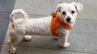 Isparta’da Kaybolan Teriyer Cinsi Köpek İçin Ödül Vaadi
