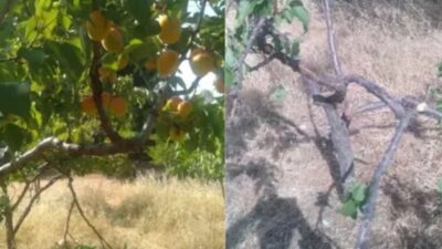 Eğirdir Barla’da Yaban Domuzu İstilası: Kayısı Bahçeleri Tehlikede