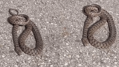 İtfaiyeden Uyarı: Sıcaklarla Birlikte Yılan Vakaları Arttı