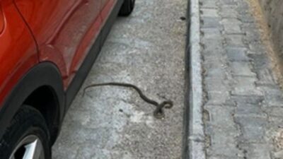 Davraz Mahallesi’nde Yılan Paniği: Mahalle Sakinleri Yetkililerden Acil İlaçlama İstiyor