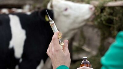 Şarkikaraağaç’ın Belceğiz Köyünde Şap Hastalığı Tespit Edildi