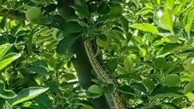 Isparta’da Elma Ağacında Dev Yılan Görüntülendi