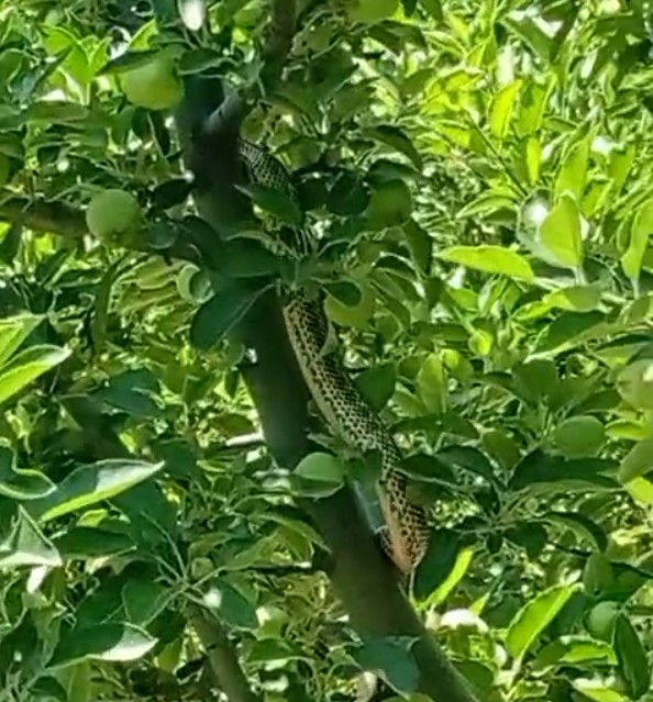 Isparta’nın Senirkent ilçesine bağlı