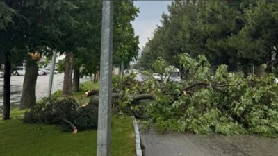 Isparta’da Fırtına Ağacı Devirdi: Trafikte Aksamaya Neden Oldu