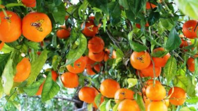 Meyve Sineği Nasıl Önlenir? Tarım Uzmanlarından Öneriler