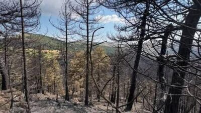 Çay Yapmak İçin Yaktı, Ormanı Küle Çevirdi!