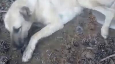 Eğirdir’de Çoban Köpeklerinin Zehirlendi İddiası