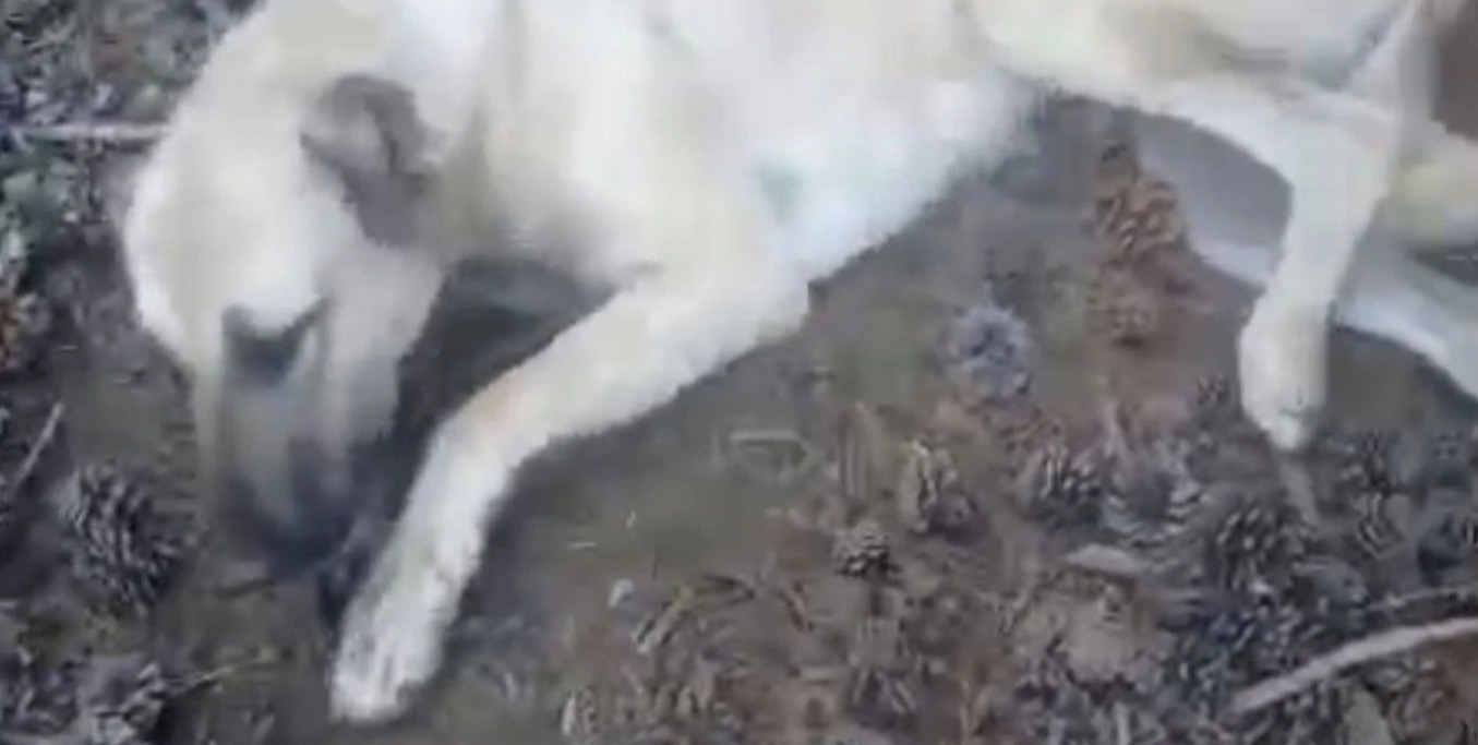 Eğirdir’de Çoban Köpeklerinin Zehirlendi İddiası