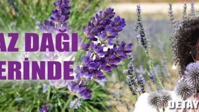 Isparta Davraz’da Lavanta Hasadı Başladı