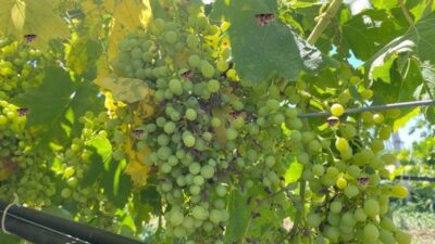 Bol Ürün İçin Doğru İlaçlama Zamanı