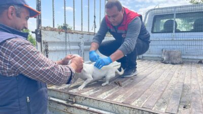 Evcil Hayvanlara Mikroçip Zorunluluğu