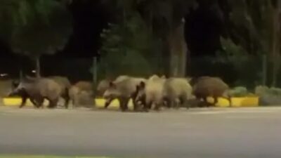 Isparta’da Yaban Domuzları Trafiği Durdurdu