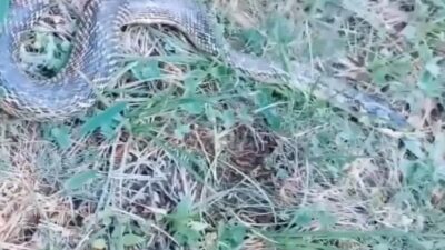 Keçiborlu’da 3,5 Metrelik Dev Yılan Paniğe Neden Oldu