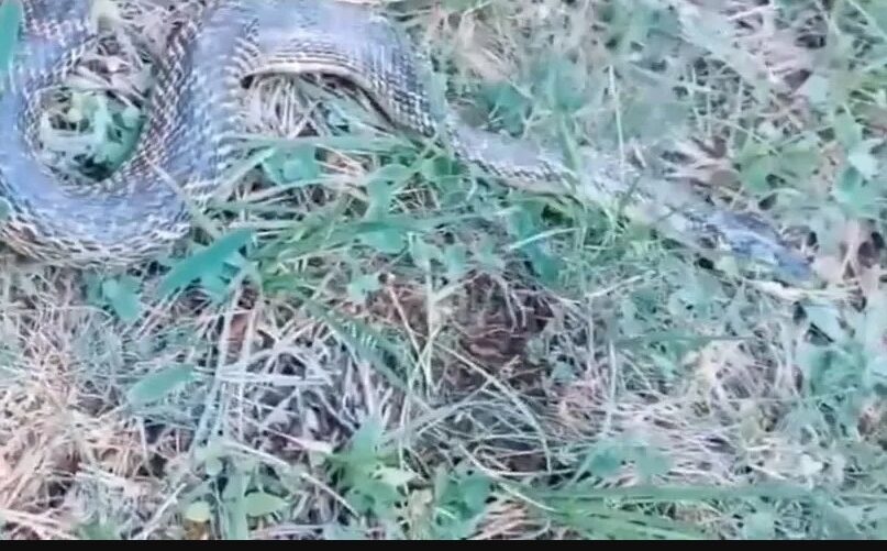 Köy merasında keçi sürüsünü