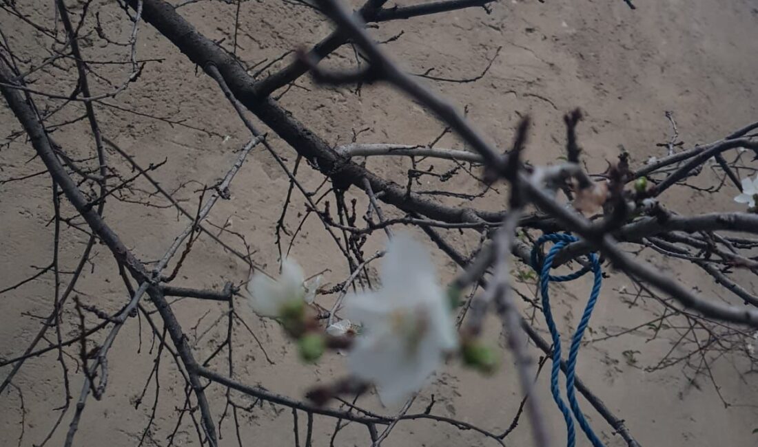Ekim Ayında Çiçek Açan Erik Ağacı Görenleri Şaşırttı Isparta’nın Sav Kasabası Aşağı
