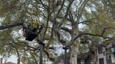 Yalvaç’taki 800 Yıllık Tarihi Çınara Bakım Çalışması Başlatıldı