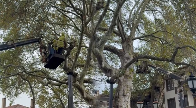 Yalvaç’taki 800 Yıllık Tarihi Çınara Bakım Çalışması Başlatıldı