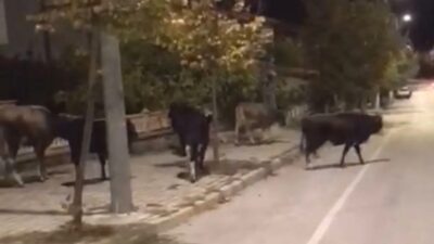 Isparta’da başıboş büyükbaş hayvanlar vatandaşları tedirgin etti