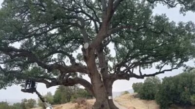 Keçiborlu’daki Tarihi Pelit Ağacı Koruma Altına Alındı
