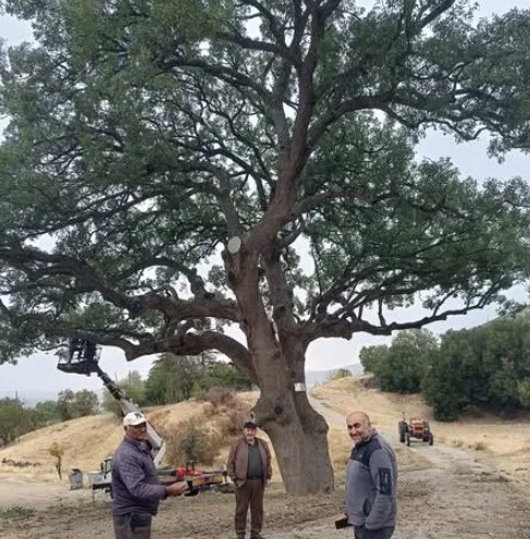 Keçiborlu’daki Tarihi Pelit Ağacı Koruma Altına Alındı