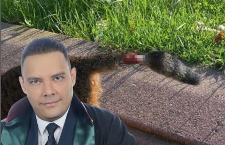 Isparta’da Sokak Hayvanlarına İşkence Baro, hayvanların uzuvlarının kesilmesiyle