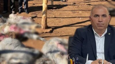 Keçiborlu’da Kurt Saldırısı: 22 Küçükbaş Hayvan Telef Oldu