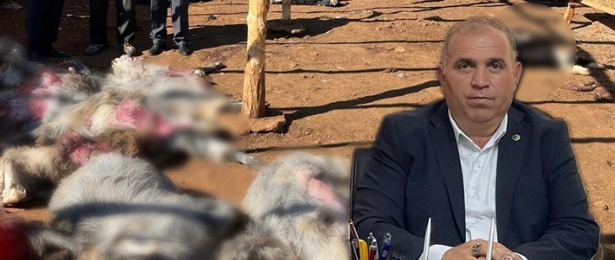 Isparta Damızlık Koyun Keçi