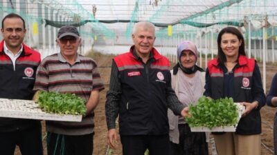 Isparta’da Üreticilere 343 Bin 500 Marul Fidesi Dağıtıldı