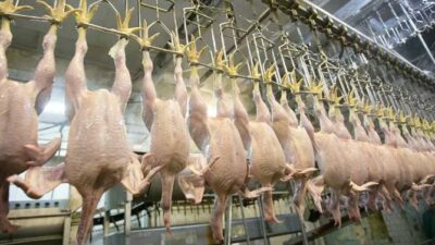 25 Ton Bozuk Tavuk Ele Geçirildi