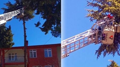 Isparta’da ağaçta mahsur kalan bir