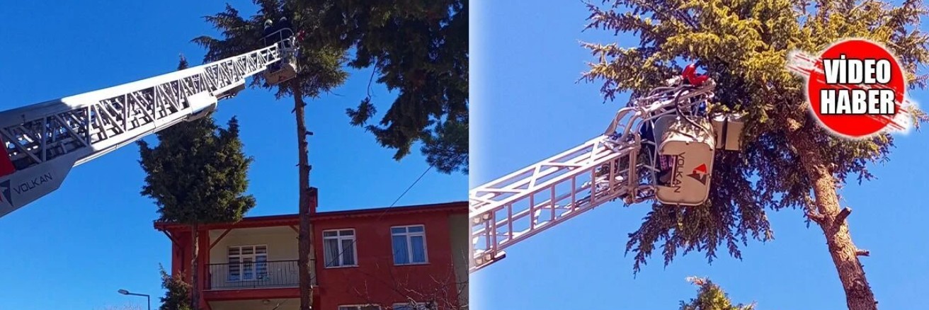 Isparta’da Ağaçta Mahsur Kalan Kedi Kurtarıldı