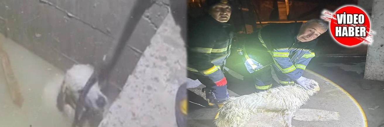 Isparta’da Asansör Boşluğuna Düşen Köpek Kurtarıldı