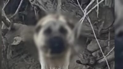 Isparta’nın Ali Köyü’nde bir köpeğe