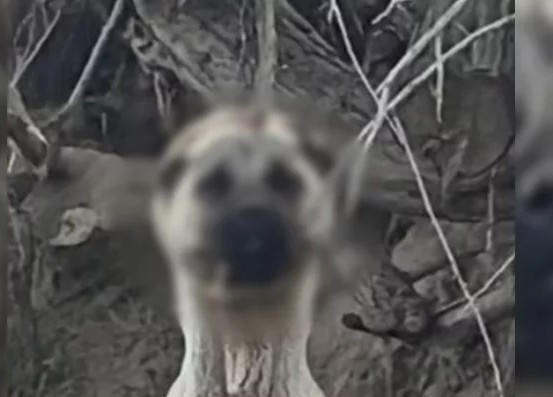 Isparta’nın Ali Köyü’nde bir köpeğe