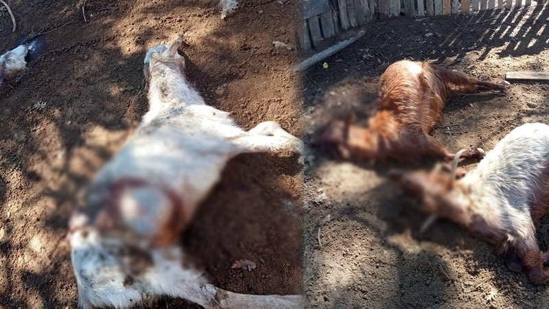 Isparta’nın Sütçüler ilçesinde gece