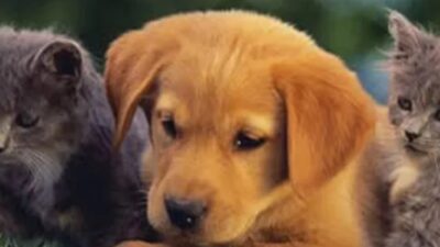 Doğa Koruma ve Milli Parklar