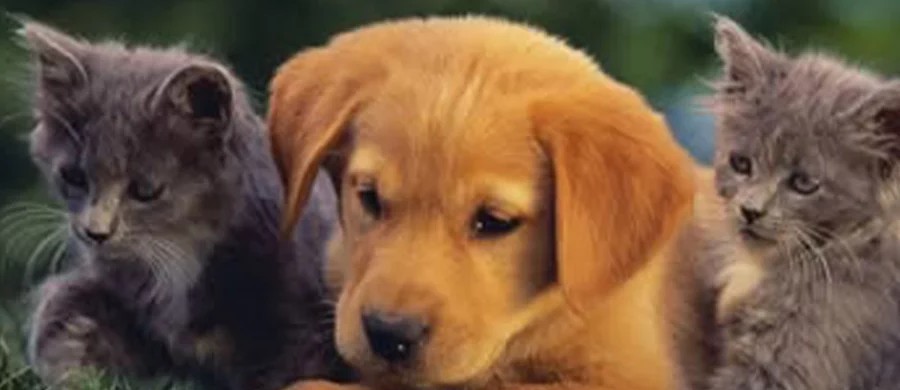 Doğa Koruma ve Milli Parklar