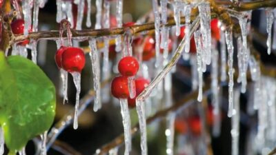 Isparta İl Tarım ve Orman